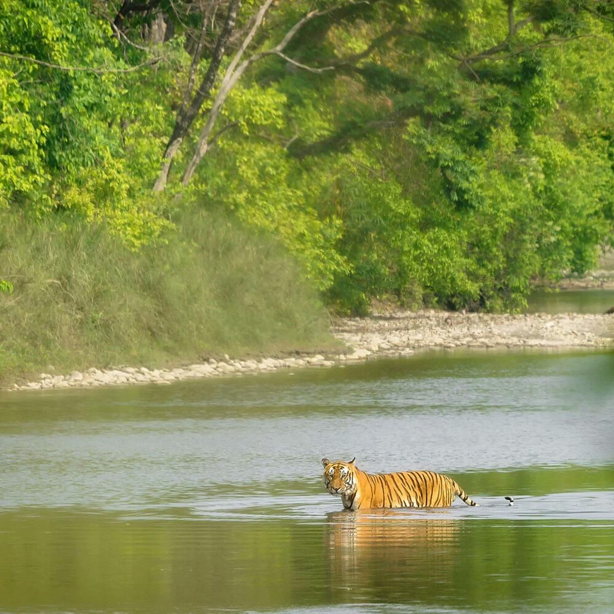 Bardiya National Park Tour - 4 Days