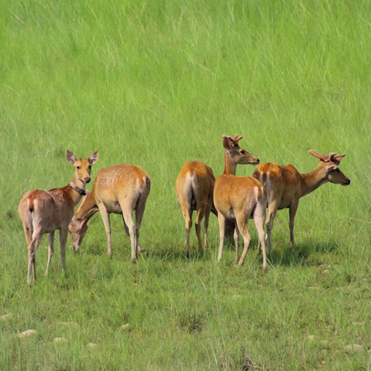 Bardiya National Park Tour - 4 Days