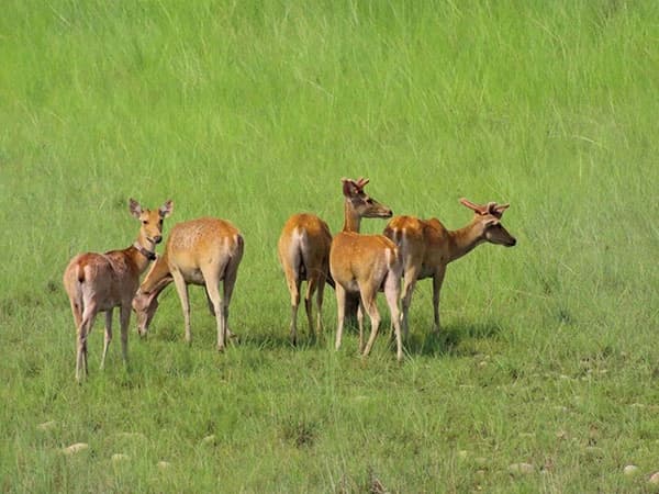 Bardiya National Park Tour - 4 Days